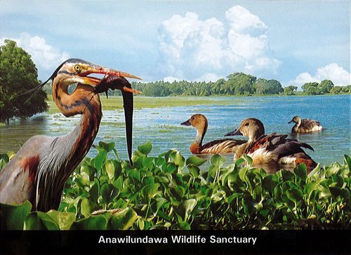 World Wetlands Day - 2016 - Anawilundawa Wildlife Sanctuary (Picture Post Cards)