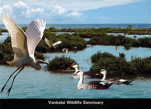 World Wetlands Day - 2016 - Vankalai Wildlife Sanctuary (Picture Post Cards)