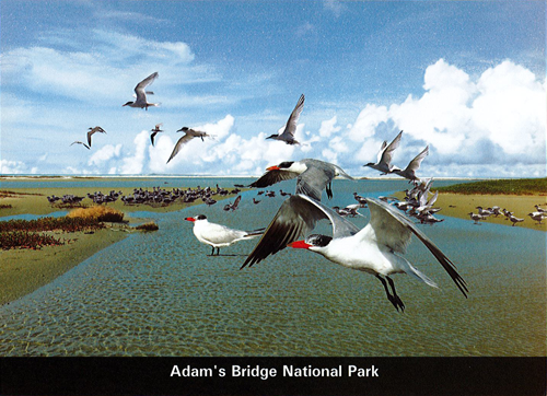 World Wetlands Day - 2016 - Adam's Bridge National Park (Picture Post Cards)