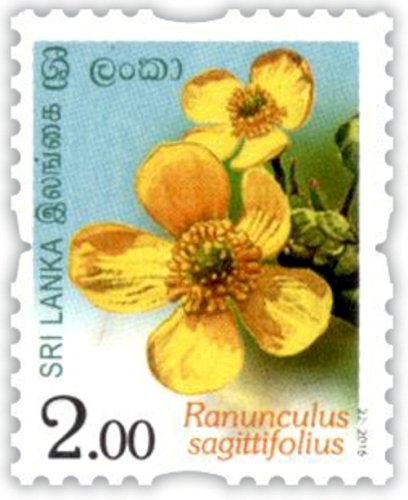 Flowers of Sri Lanka - 2016 (02/12)