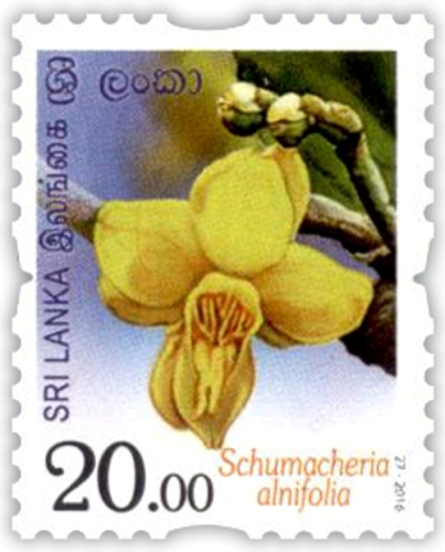 Flowers of Sri Lanka - 2016 (07/12)