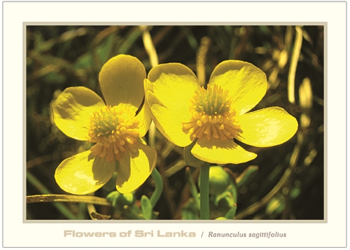 Flowers of Sri Lanka (01/12) - 2016 Ranunculus sagittifolius (Picture Post Cards)