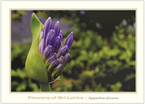 Flowers of Sri Lanka (02/12) - 2016 Agapantus africanus (Picture Post Cards)