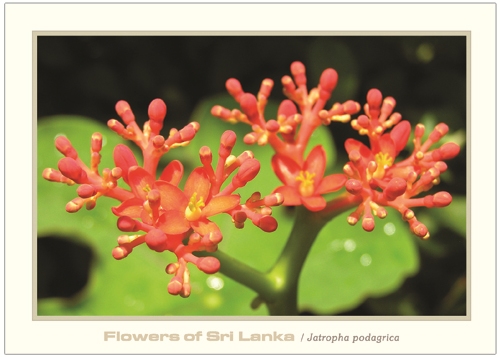 Flowers of Sri Lanka (03/12) - 2016 Jatropha podagrica (Picture Post Cards) 