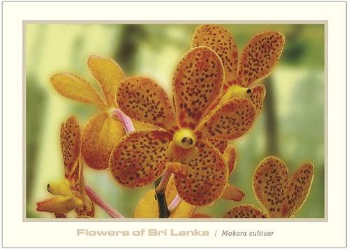 Flowers of Sri Lanka (04/12) - 2016 Mokara cultivar (Picture Post Cards) 