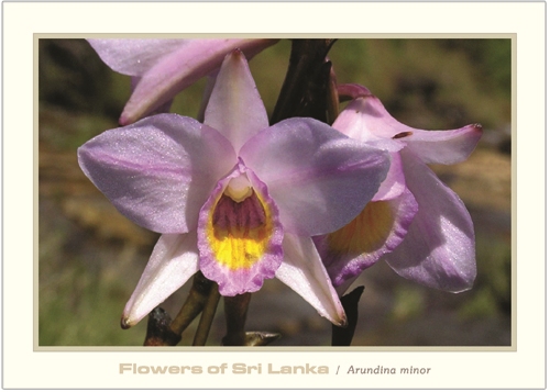 Flowers of Sri Lanka (05/12) - 2016 Arundina minor (Picture Post Cards) 