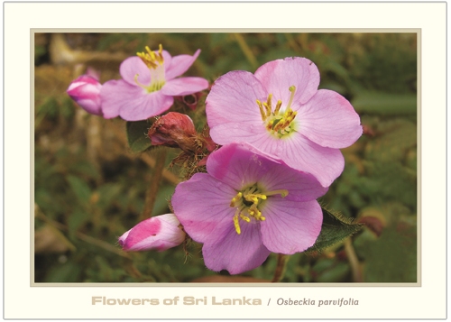 Flowers of Sri Lanka (06/12) -  2016 Osbeckia parvifolia (Picture Post Cards) 