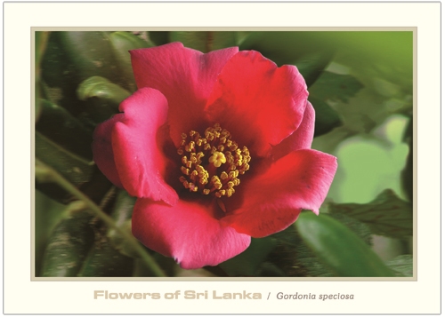 Flowers of Sri Lanka (07/12) - 2016 Gordonia speciosa (Picture Post Cards) 