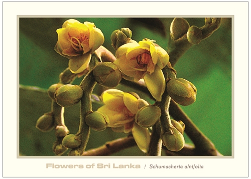 Flowers of Sri Lanka (08/12) - 2016 Schumacheria alnifolia (Picture Post Cards)