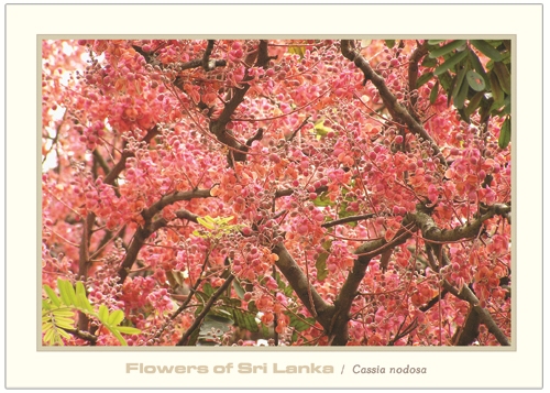 Flowers of Sri Lanka (09/12) - 2016 Cassia nodosa (Picture Post Cards)