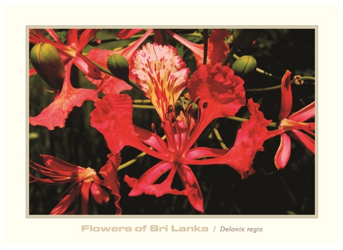 Flowers of Sri Lanka (10/12) - 2016 Delonix regia (Picture Post Cards) 