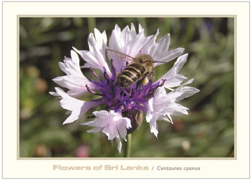 Flowers of Sri Lanka (11/12) - 2016 Centaurea cyanus (Picture Post Cards) 