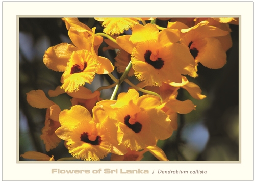 Flowers of Sri Lanka (12/12) - 2016 Dendrobium callista (Picture Post Cards)