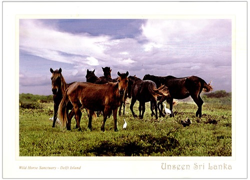 Unseen Sri Lanka (12/12) - 2016 Wild Horse Sanctuary (Picture Post Cards)