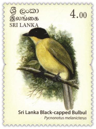 Endemic Birds of Sri lanka(1/4) - 2017