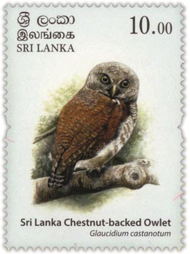 Endemic Birds of Sri lanka(2/4) - 2017