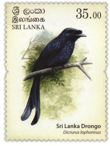 Endemic Birds of Sri lanka(4/4) - 2017