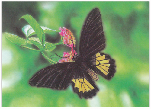 Wild Animals Of Sri Lanka(1/3) - 2018 - Sri Lankan Birdwing (picture Post Card) 