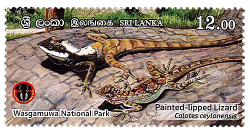 National Parks of Sri Lanka - Wasgamuwa National Park(1/6) - 2019(Painted lipped Lizerd)