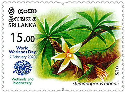 World Wetlands Day - 2020 - 05/10 (Stemanoporus moonii)