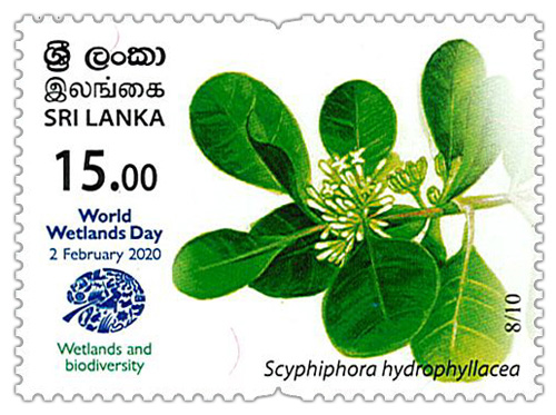 World Wetlands Day - 2020 - 08/10 (Scyphiphora hydrophyllacea)