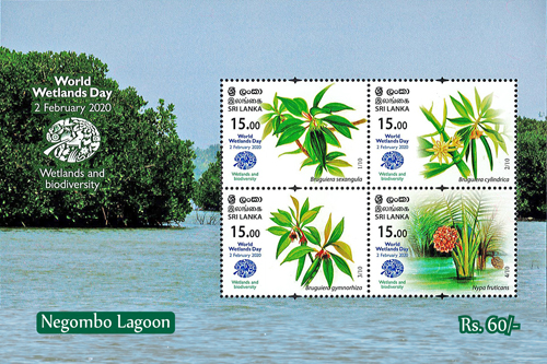 World Wetlands Day(ss) Negombo Lagoon - 2020 (1/3)