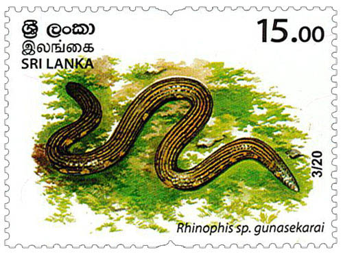 Wild species threatened by trade in Sri Lanka - 2020 - 03/20 (Rhinophis sp. gunasekarai)
