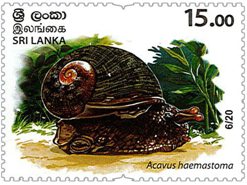Wild species threatened by trade in Sri Lanka - 2020 - 06/20 (Acavus haemastoma)