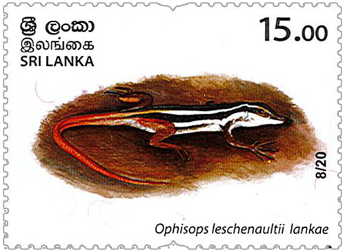 Wild species threatened by trade in Sri Lanka - 2020 - 08/20 (Ophisops leschenaultii lankae)