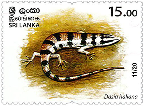 Wild species threatened by trade in Sri Lanka - 2020 - 11/20 (Dasia haliana)