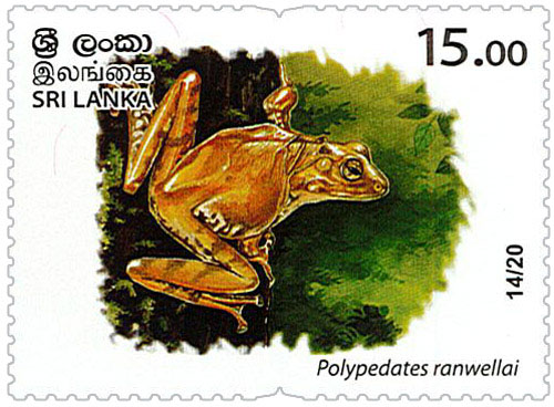 Wild species threatened by trade in Sri Lanka - 2020 - 14/20 (Polypedates ranwellai)