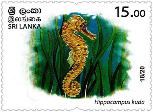 Wild species threatened by trade in Sri Lanka - 2020 - 18/20 (Hippocampus kuda)