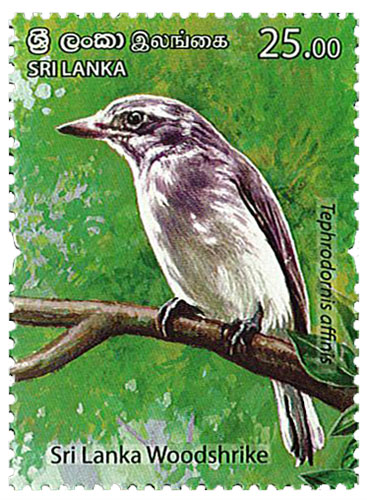 Endemic Birds Of Sri Lanka  (2021) - (sri lanka woodshrike) - (1/6)