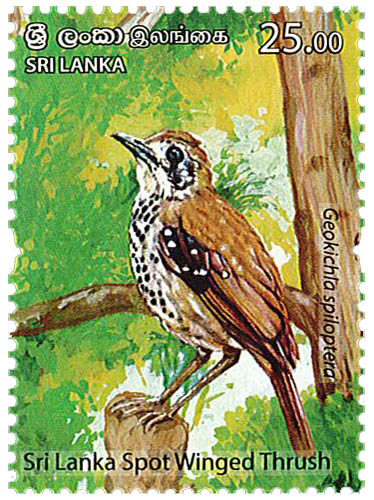 Endemic Birds Of Sri Lanka  (2021) - (sri lanka spot winged thrush) - (2/6)