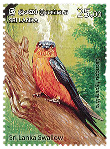Endemic Birds Of Sri Lanka  (2021) - (sri lanka swallow) - (3/6)