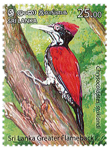 Endemic Birds Of Sri Lanka  (2021) - (sri lanka greater flameback) - (4/6)