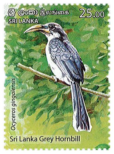 Endemic Birds Of Sri Lanka  (2021) - (sri lanka grey hornbill) - (5/6)