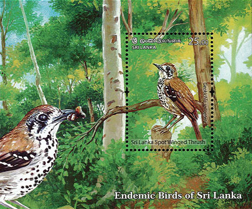 Endemic Birds Of Sri Lanka (2021) - SS (sri lanka spot winged thrush) - (2/6)