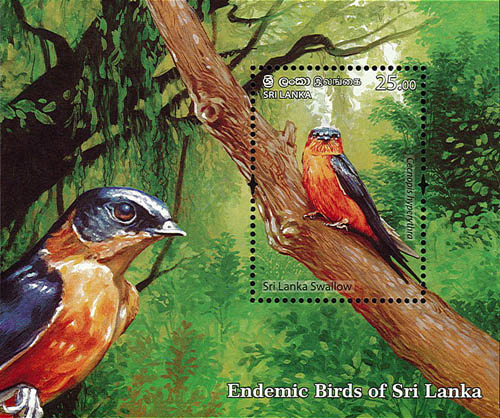Endemic Birds Of Sri Lanka (2021) - SS (sri lanka swallow) - (3/6)