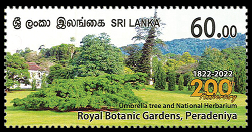 Royal Botanic Garden Peradeniya (Umbrella Tree) 3/4  - 2022