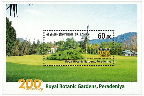 Royal Botanic Garden Peradeniya (Umbrella Tree) 3/4  - 2022 (SS)