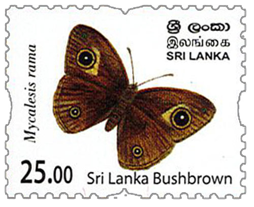 Endemic Butterflies of Sri Lanka (Sri lanka Bushbrown - 2022 5/12)