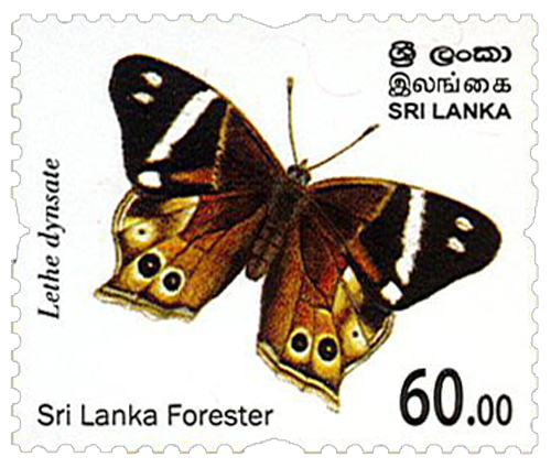 Endemic Butterflies of Sri Lanka (Sri lanka Forester) - 2022 (9/12)