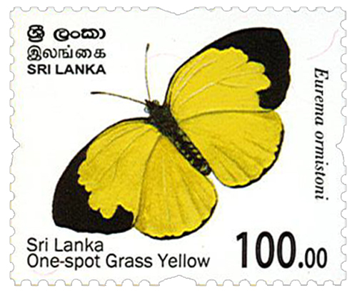 Endemic Butterflies of Sri Lanka (Sri lanka One-Spot Grass Yellow) - 2022 (10/12)