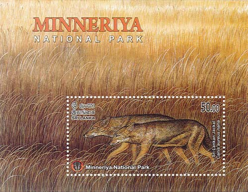 MINNERIYA NATIONAL PARK  - 2025 (SS) (Sri Lankan Jackal) (1/10)