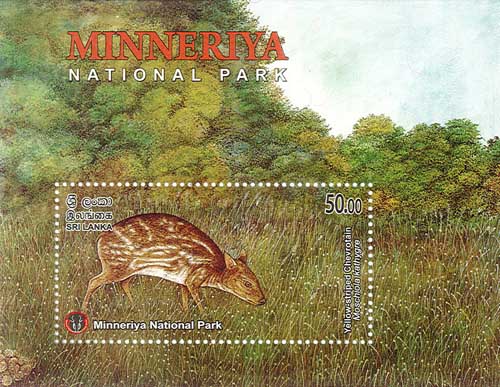 MINNERIYA NATIONAL PARK  - 2025 (SS) (Yellow-striped Chevrotain) (2/10)
