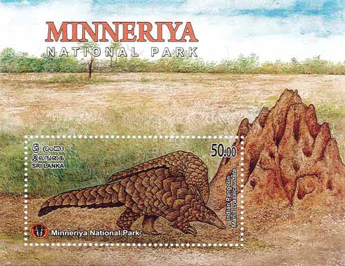 MINNERIYA NATIONAL PARK  - 2025 (SS) (Indian Pangolin) (4/10)