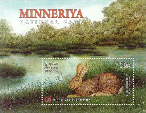 MINNERIYA NATIONAL PARK  - 2025 (SS) (Black naped hare) (6/10)