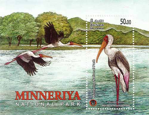 MINNERIYA NATIONAL PARK  - 2025 (SS) (Painted Stork) (8/10)