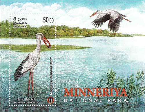 MINNERIYA NATIONAL PARK - 2025 (SS) (Asian Openbill) (9/10)